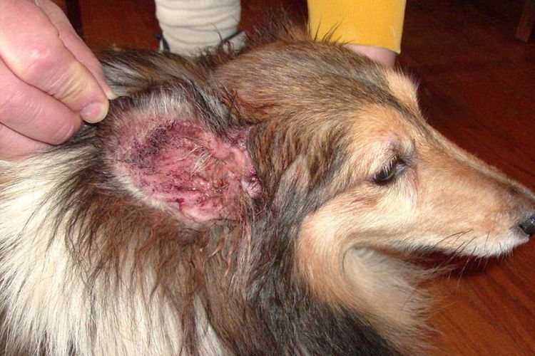Síntomas de la otitis en el perro