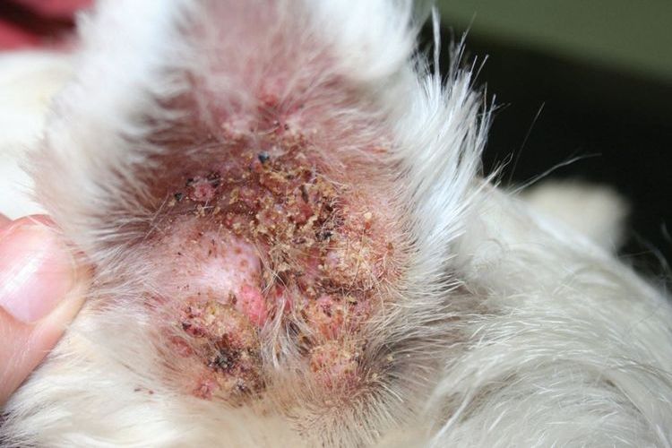 Cómo se ve la otitis en un perro