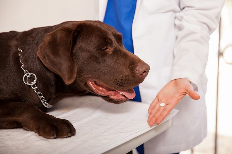 Tratamiento de la otitis en perros con medicamentos