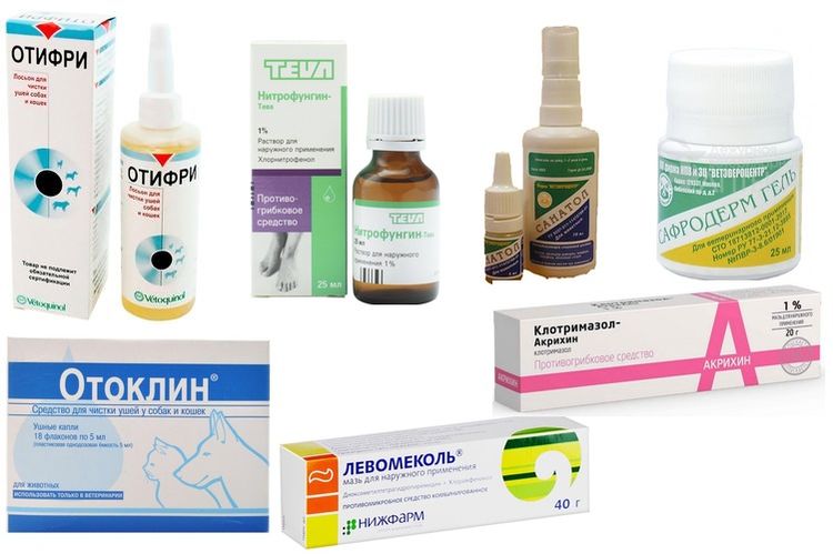 Medicamentos para el tratamiento de la otitis en perros