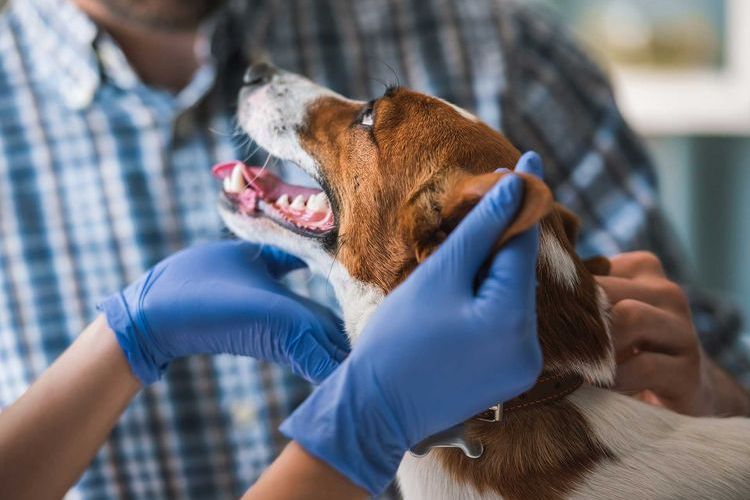 Otitis en el perro