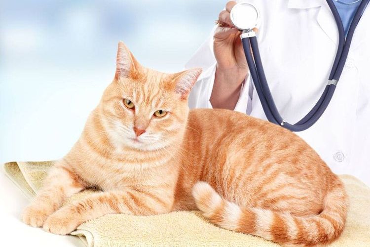 Gato en el veterinario