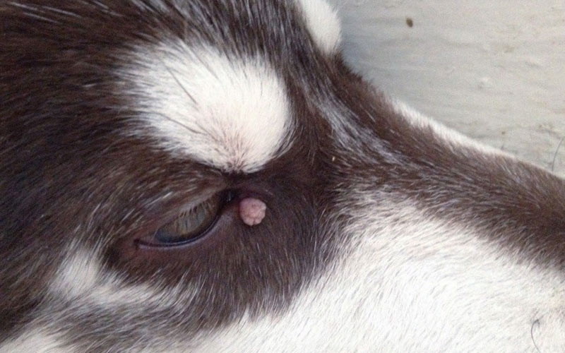 Papillome bei Hunden - Ursachen, Diagnose, Behandlung