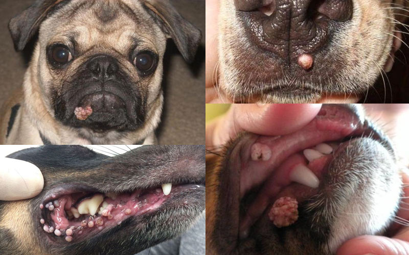 Orale Papillome bei Hunden – Ursachen, Diagnose, Behandlung