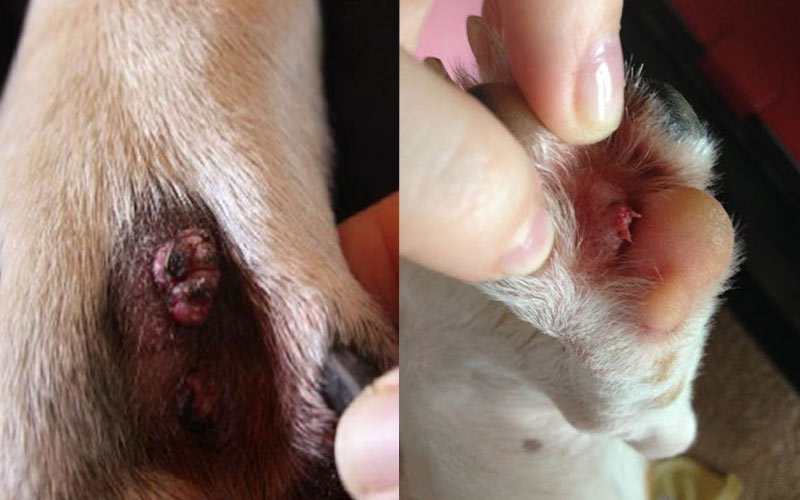 Papillome an den Pfoten bei Hunden – Ursachen und Behandlung