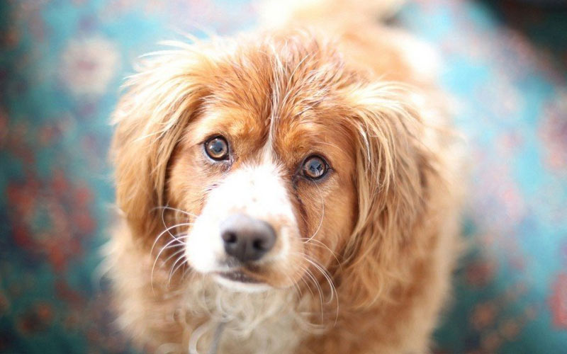 Arten von Papillomen bei Hunden und ihre Behandlung