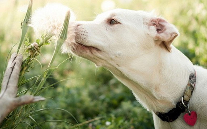 Behandlung von Papillomen bei Hunden