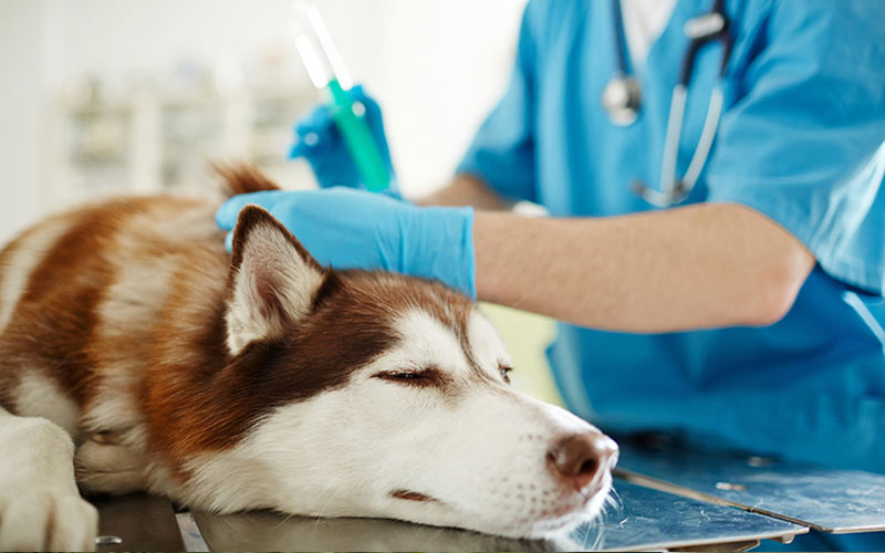 Alle Behandlungsmethoden für Papillome bei Hunden
