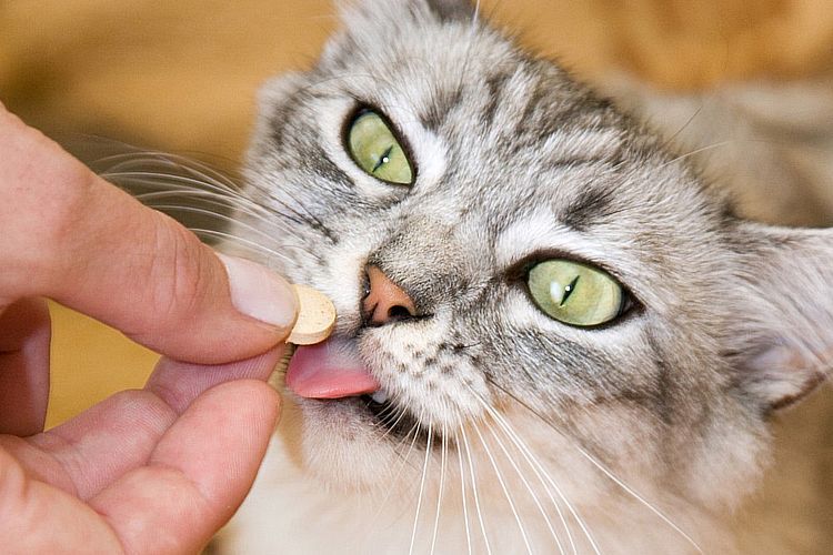 Cómo darle un comprimido a un gato