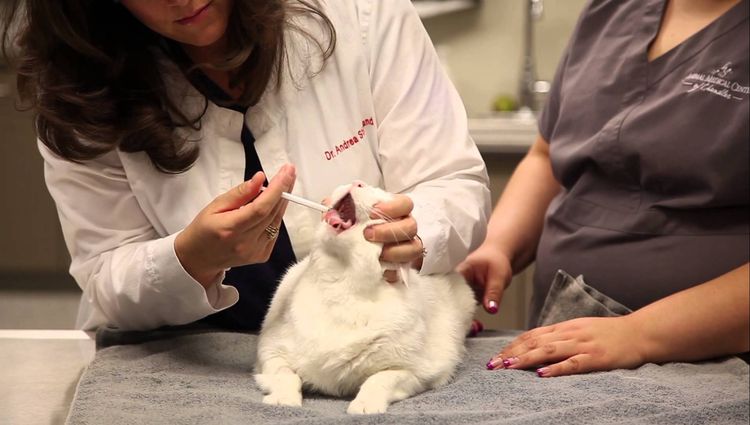 Cómo administrar la suspensión al gato
