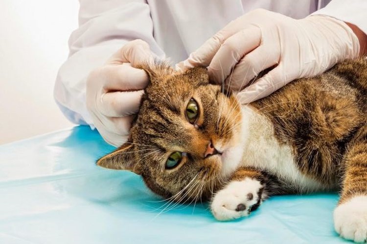 El veterinario examina la oreja del gato