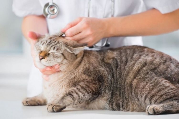 El veterinario limpia el oído del gato.