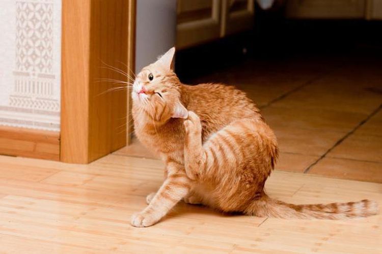 Gato naranja se rasca la oreja