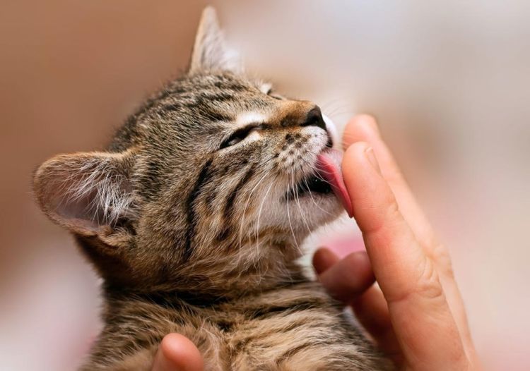 El gatito lame las manos de la persona