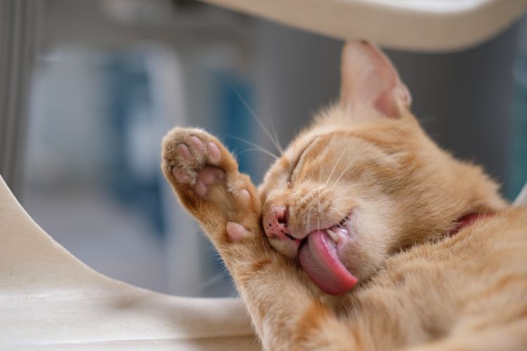 El gato se lame la pata