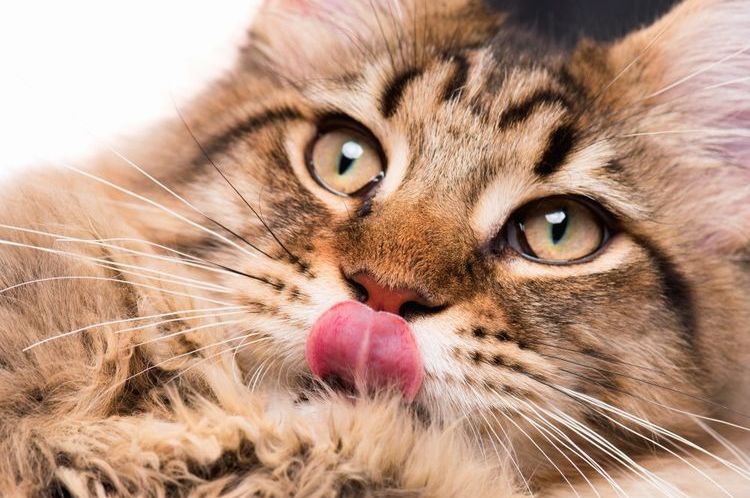El gato se lame