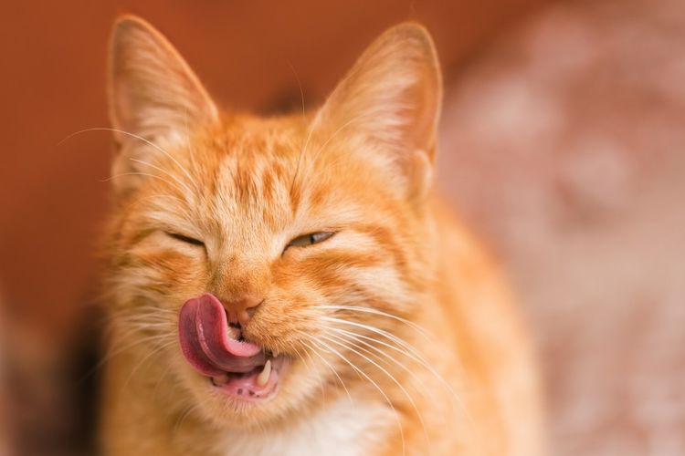 Gato pelirrojo se lame