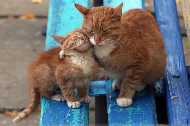 Gata y gatito