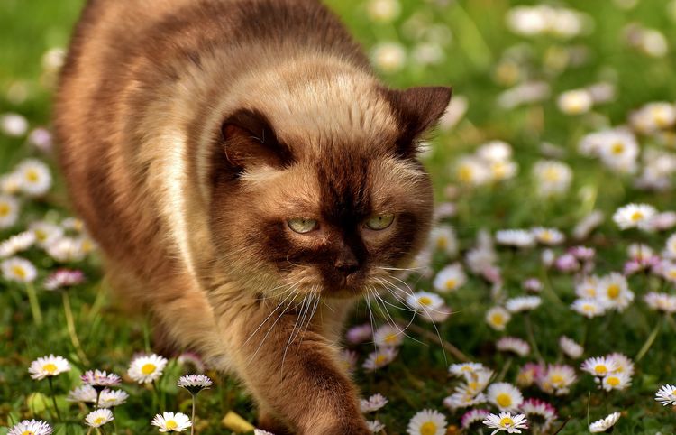El gato camina por el césped