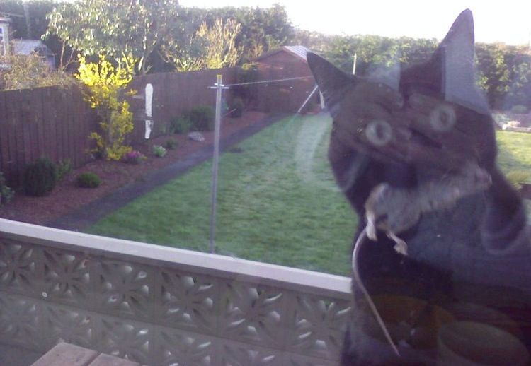 Eine Katze mit einer gefangenen Maus im Maul