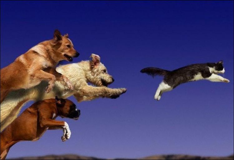 Hunde jagen den Kater