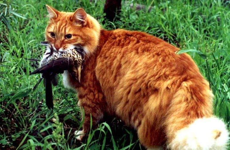 Ein roter Kater hat einen Vogel gefangen