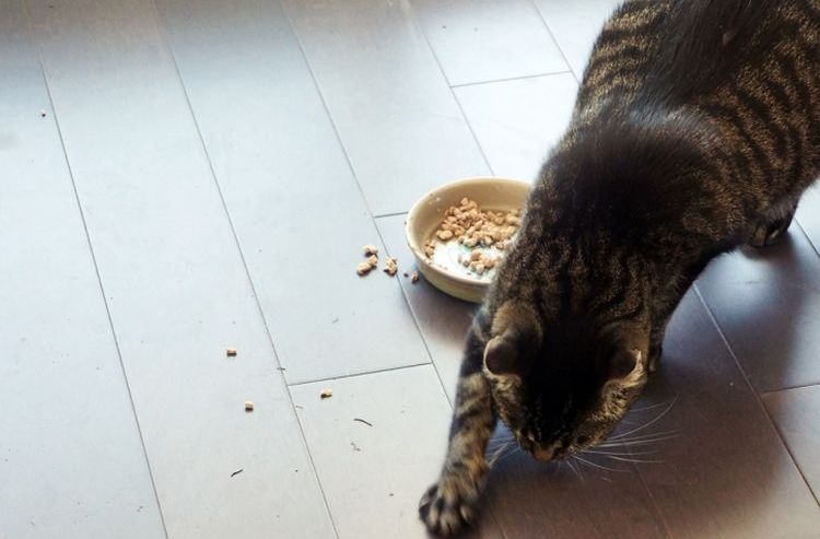La gata entierra el cuenco de comida