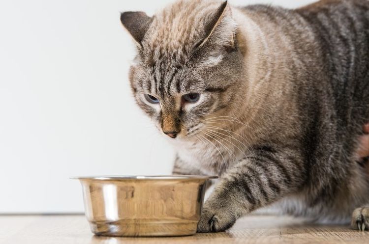 La gata no come