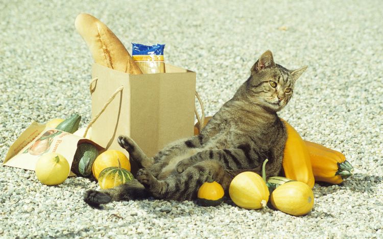 La gata y la bolsa de la compra