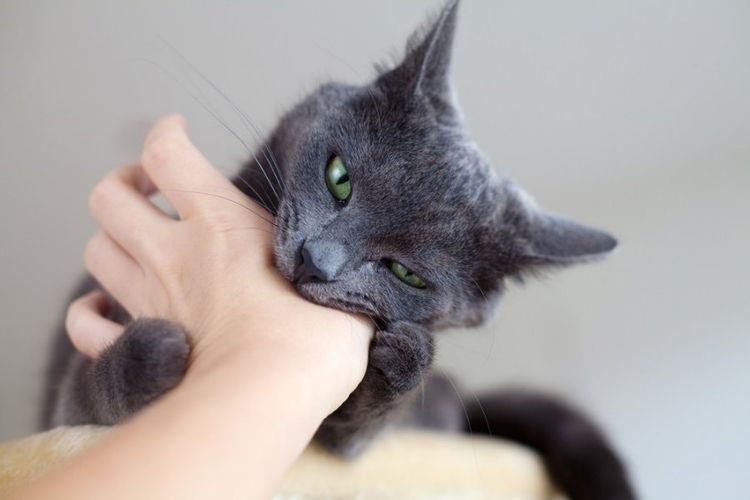 La gata muerde la mano