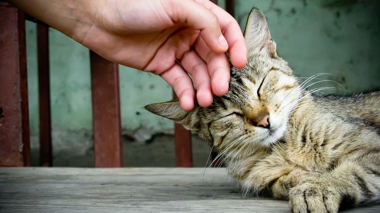 Acariciando al gato