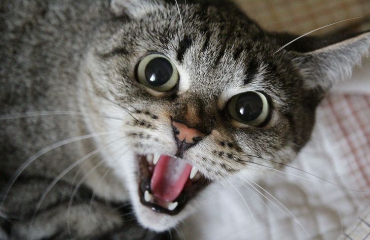 Gata muy enfadada