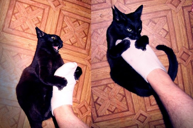 Gato negro muerde a su dueño