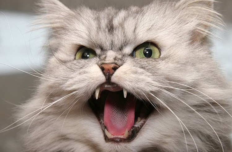 Gato peludo bufando