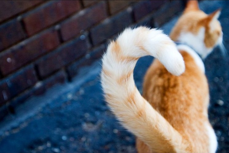 Un gato naranja mueve la cola