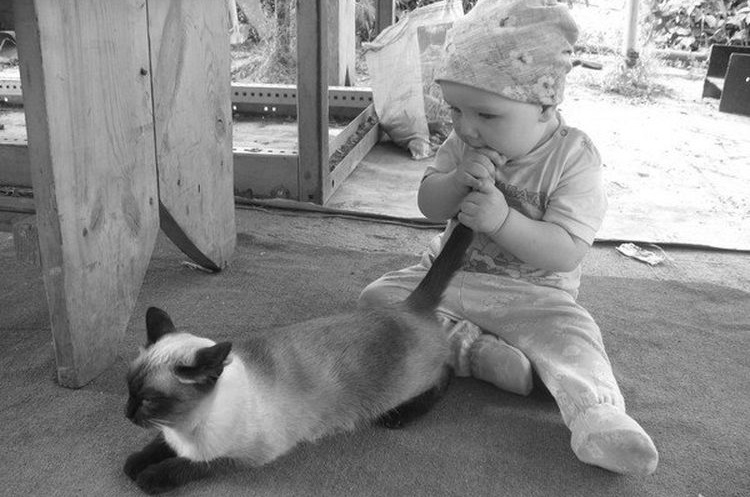 Un niño mete el rabo del gato en la boca
