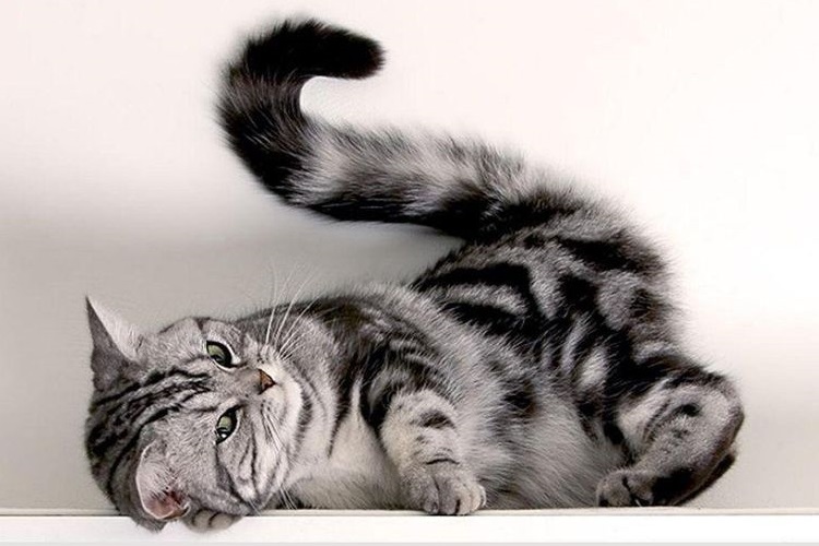 Un hermoso gato de cola peluda