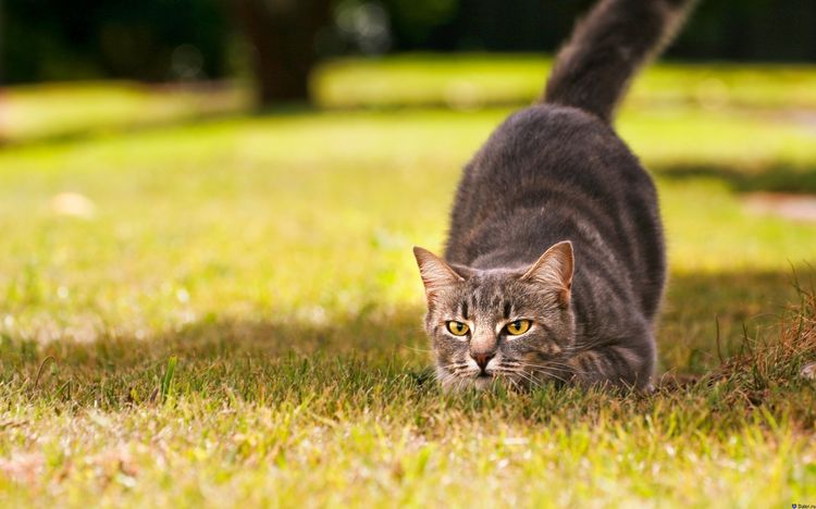 El gato caza