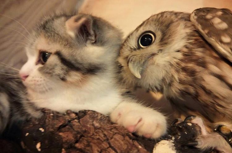 El búho y el gatito