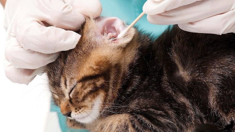 El médico limpia el oído del gato