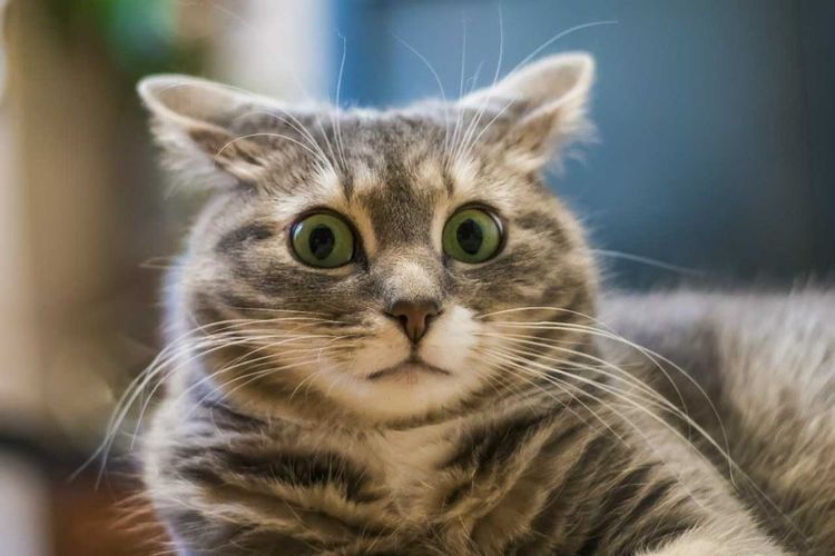 Gato gris