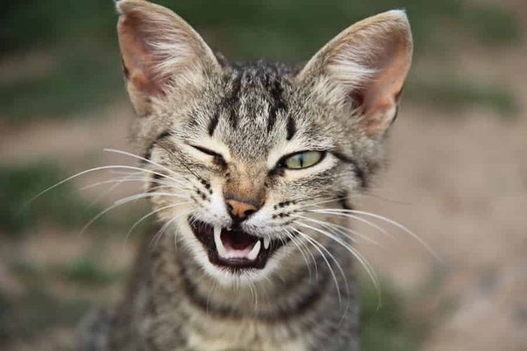 Gata mostrando los dientes