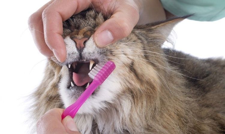 Limpieza dental del gato