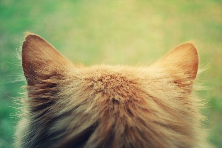 Las orejas del gato