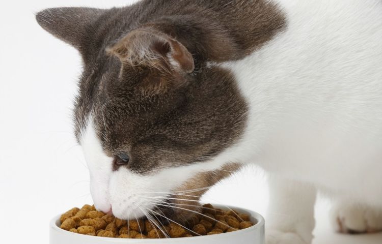 El gato come alimento seco de un cuenco