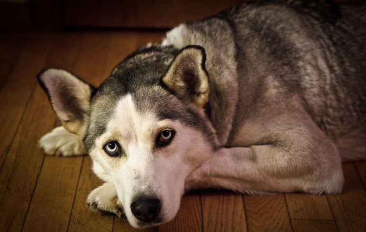 Erkältung bei Huskys