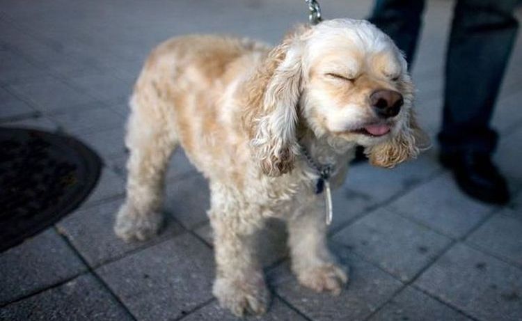 Spaniel niest