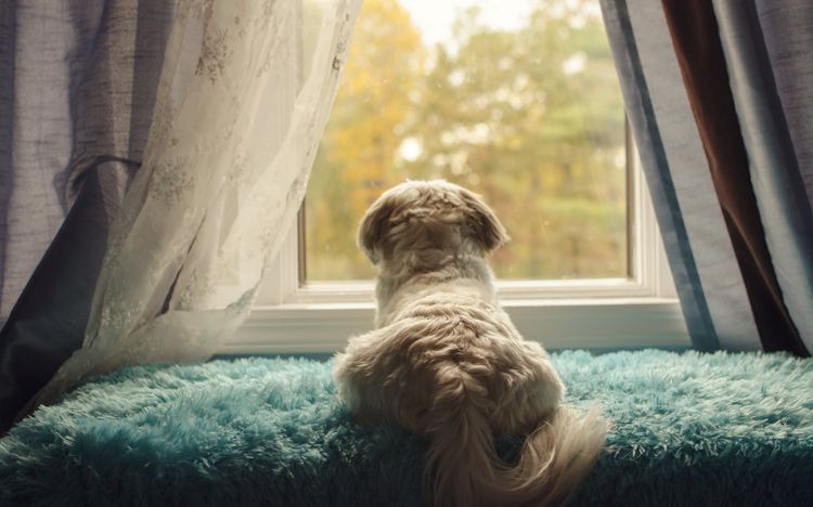 Hund schaut aus dem Fenster