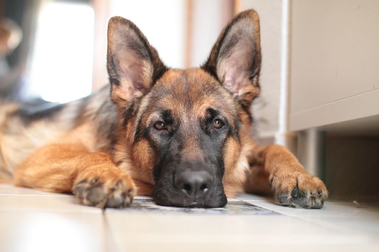 Schäferhund ist krank
