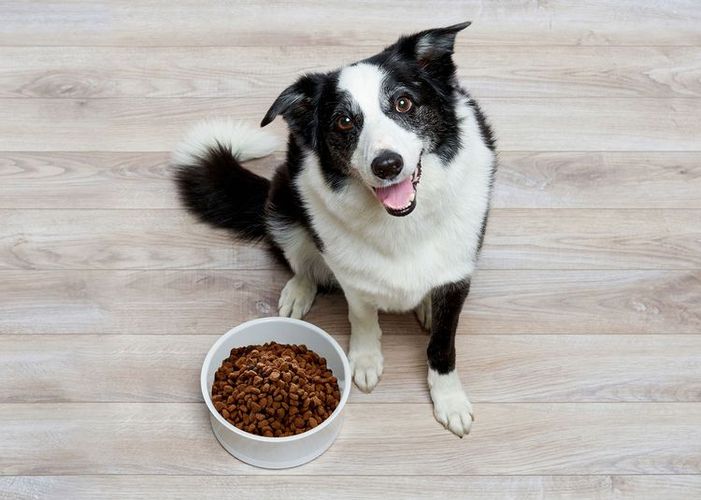 Perro doméstico junto a un cuenco de comida
